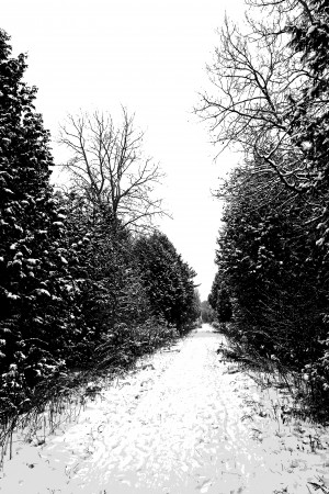 Winter Path